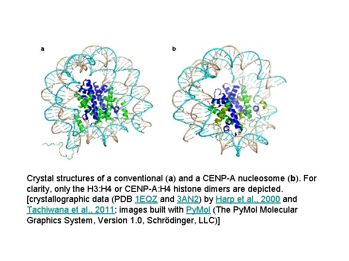 Crystal structures of a conventional (a) and a CENP-A nucleosome (b). For clarity, only