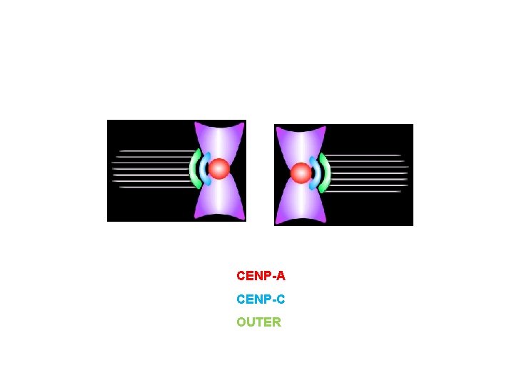 CENP-A CENP-C OUTER 