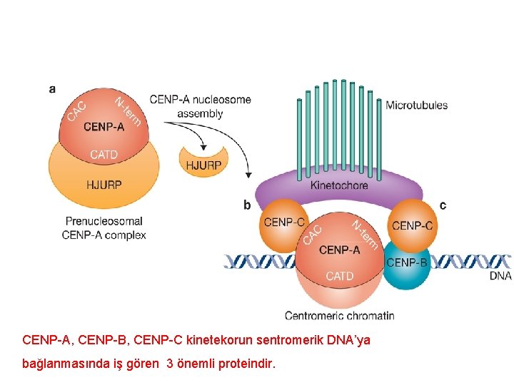 CENP-A, CENP-B, CENP-C kinetekorun sentromerik DNA’ya bağlanmasında iş gören 3 önemli proteindir. 