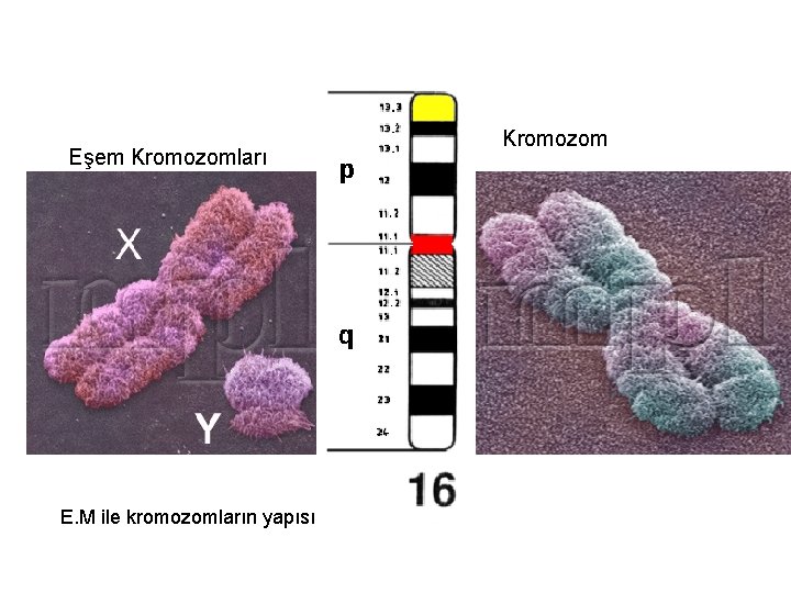 Eşem Kromozomları E. M ile kromozomların yapısı Kromozom 