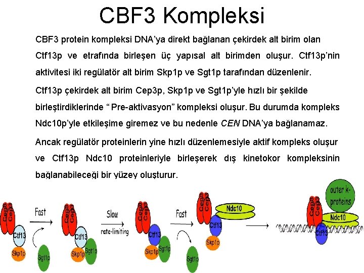 CBF 3 Kompleksi CBF 3 protein kompleksi DNA’ya direkt bağlanan çekirdek alt birim olan