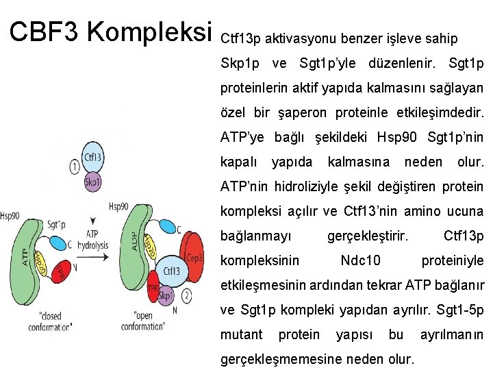 CBF 3 Kompleksi Ctf 13 p aktivasyonu benzer işleve sahip Skp 1 p ve