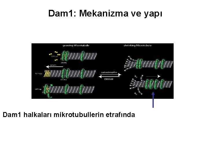 Dam 1: Mekanizma ve yapı Dam 1 halkaları mikrotubullerin etrafında 