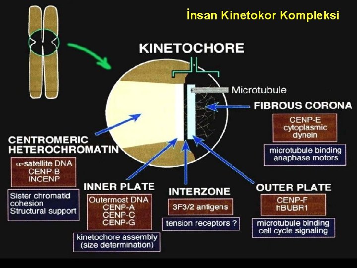 İnsan Kinetokor Kompleksi 