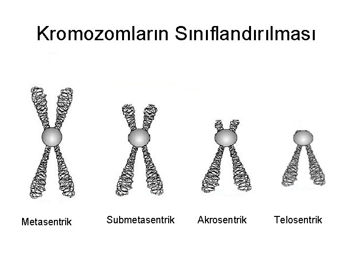 Kromozomların Sınıflandırılması Metasentrik Submetasentrik Akrosentrik Telosentrik 