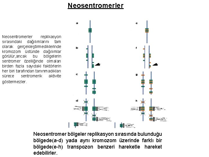 Neosentromerler replikasyon sırasındaki dağılımlarını tam olarak gerçekleştirmediklerinde kromozom üstünde dağılımlar görülür, ancak bu bölgelerin