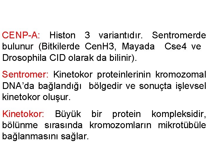 CENP-A: Histon 3 variantıdır. Sentromerde bulunur (Bitkilerde Cen. H 3, Mayada Cse 4 ve