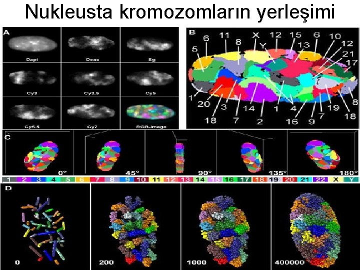 Nukleusta kromozomların yerleşimi 