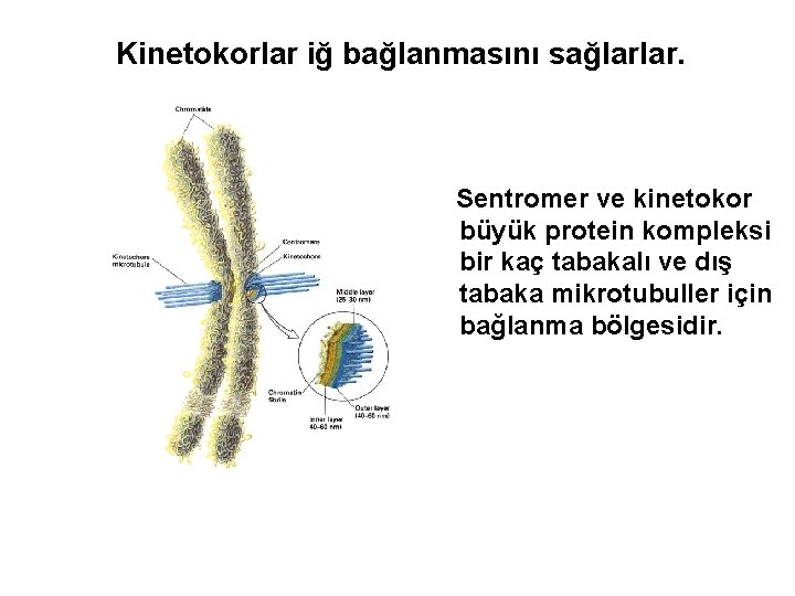 Kinetokorlar iğ bağlanmasını sağlarlar. Sentromer ve kinetokor büyük protein kompleksi bir kaç tabakalı ve