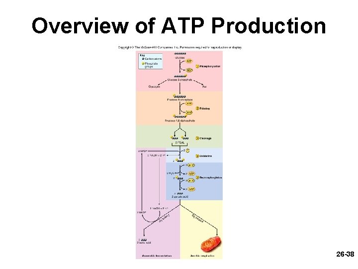 Overview of ATP Production 26 -38 
