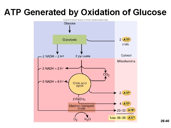 ATP Generated by Oxidation of Glucose 26 -40 