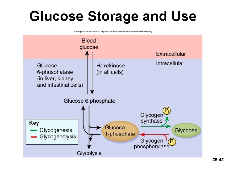 Glucose Storage and Use 26 -42 