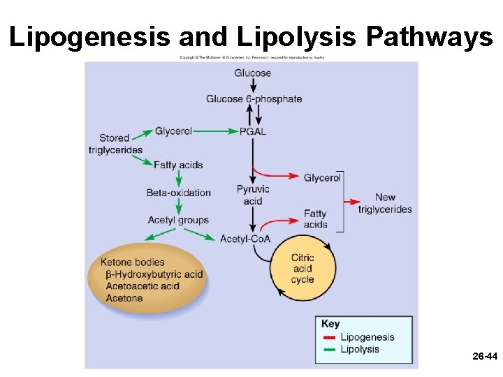Lipogenesis and Lipolysis Pathways 26 -44 