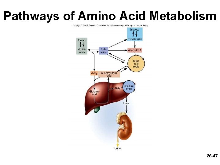 Pathways of Amino Acid Metabolism 26 -47 