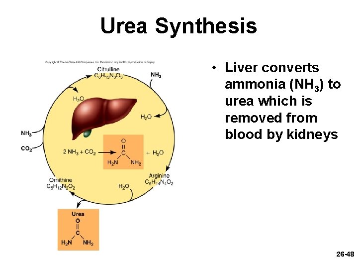 Urea Synthesis • Liver converts ammonia (NH 3) to urea which is removed from