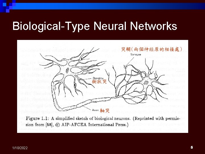 Biological-Type Neural Networks 突觸(兩個神經原的相接處) ( 樹狀突 軸突 1/10/2022 5 