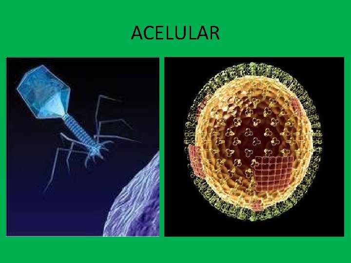 BIO2 VIDA E CARACTERSTICAS DOS SERES VIVOS IMPORTANTE