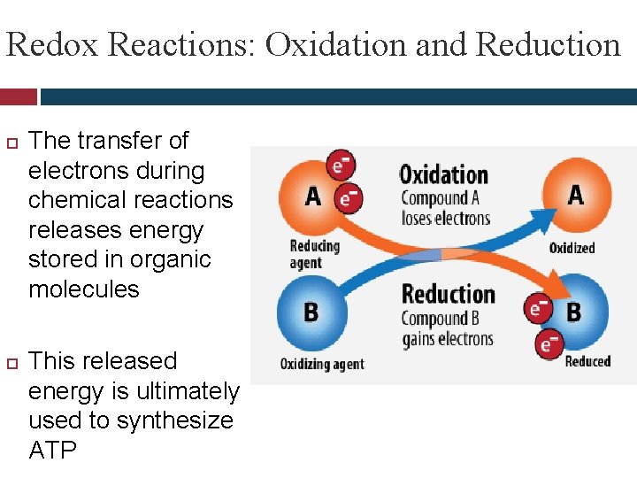 Redox Reactions: Oxidation and Reduction The transfer of electrons during chemical reactions releases energy