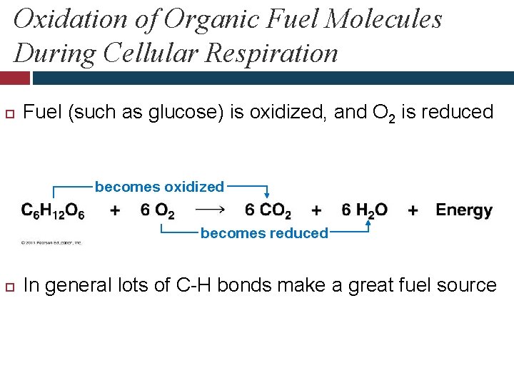 Oxidation of Organic Fuel Molecules During Cellular Respiration Fuel (such as glucose) is oxidized,
