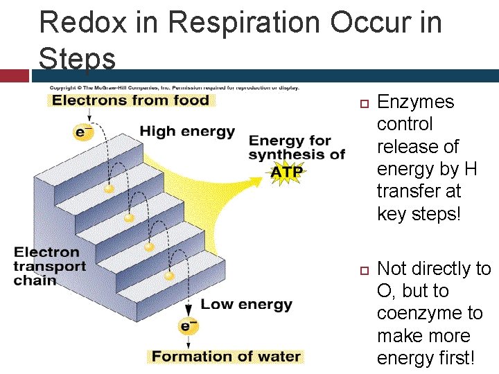 Redox in Respiration Occur in Steps Enzymes control release of energy by H transfer