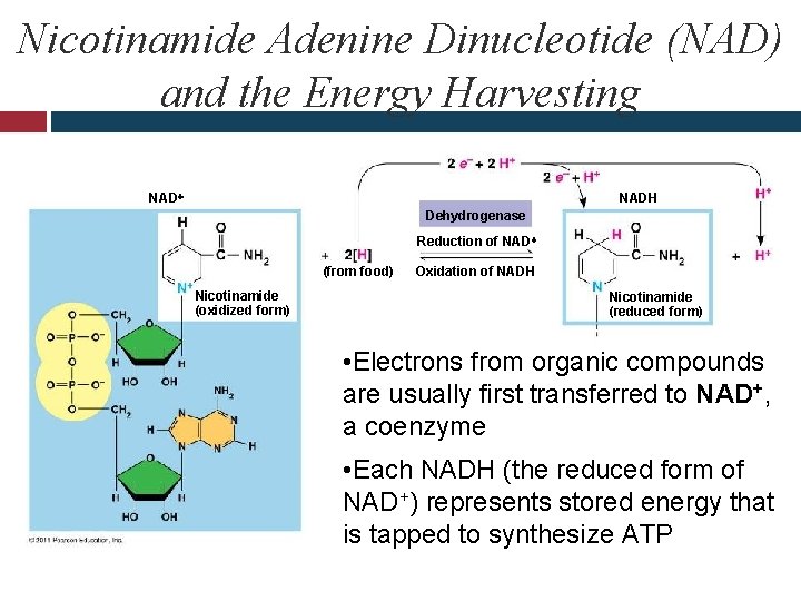 Nicotinamide Adenine Dinucleotide (NAD) and the Energy Harvesting NADH Dehydrogenase Reduction of NAD (from