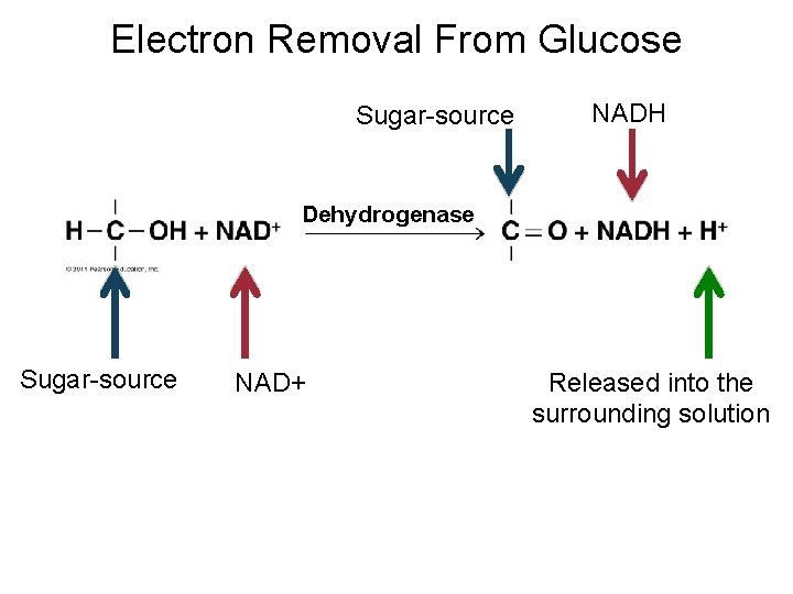 Electron Removal From Glucose Sugar-source NADH Dehydrogenase Sugar-source NAD+ Released into the surrounding solution