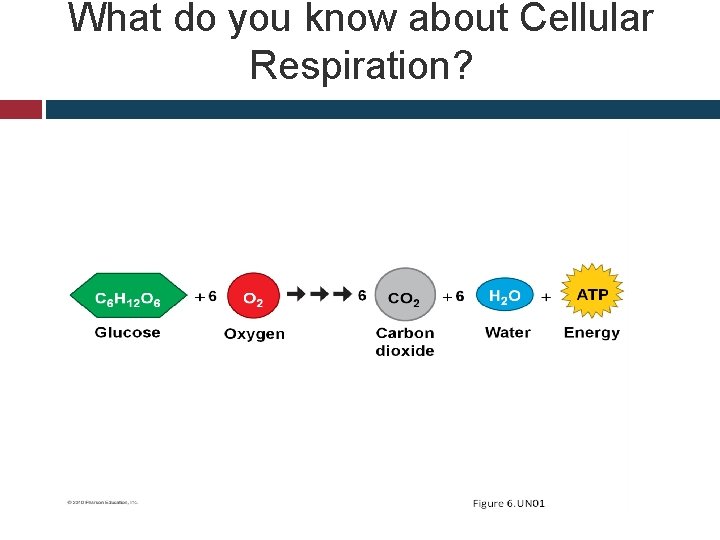 What do you know about Cellular Respiration? 