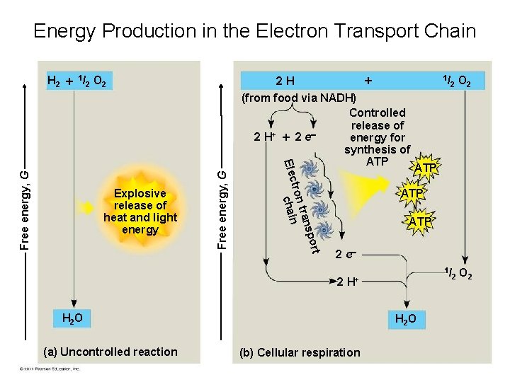 Energy Production in the Electron Transport Chain H 2 1 / 2 O 2