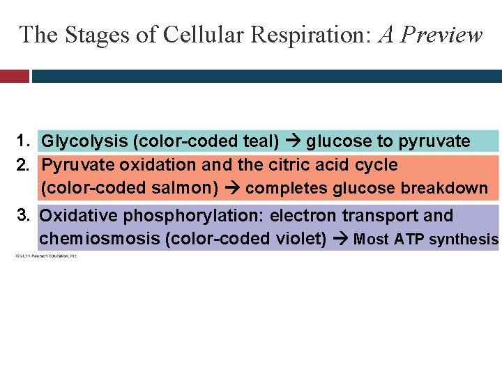 The Stages of Cellular Respiration: A Preview 1. Glycolysis (color-coded teal) glucose to pyruvate