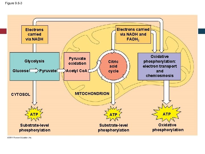 Figure 9. 6 -3 Electrons carried via NADH and FADH 2 Electrons carried via