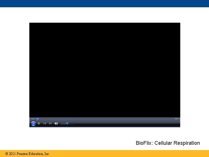 Bio. Flix: Cellular Respiration © 2011 Pearson Education, Inc. 