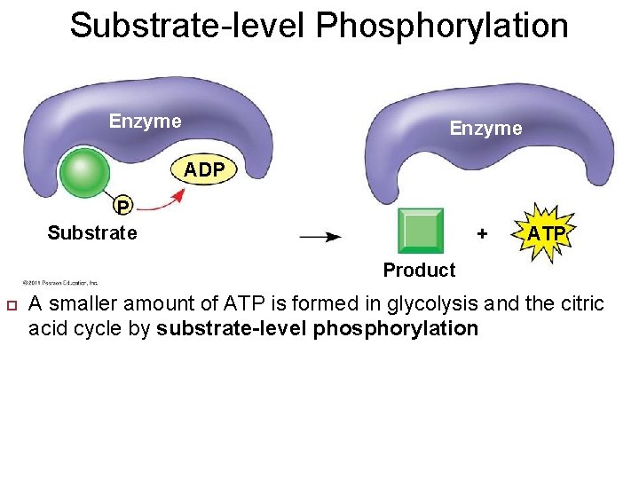 Substrate-level Phosphorylation Enzyme ADP P Substrate ATP Product A smaller amount of ATP is