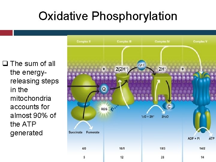 Oxidative Phosphorylation q The sum of all the energyreleasing steps in the mitochondria accounts