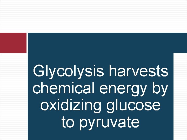 Glycolysis harvests chemical energy by oxidizing glucose to pyruvate 
