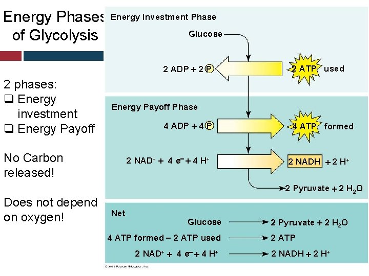 Energy Phases Energy Investment Phase Glucose of Glycolysis 2 ADP 2 P 2 phases: