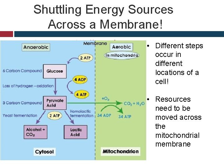 Shuttling Energy Sources Across a Membrane! • Different steps occur in different locations of