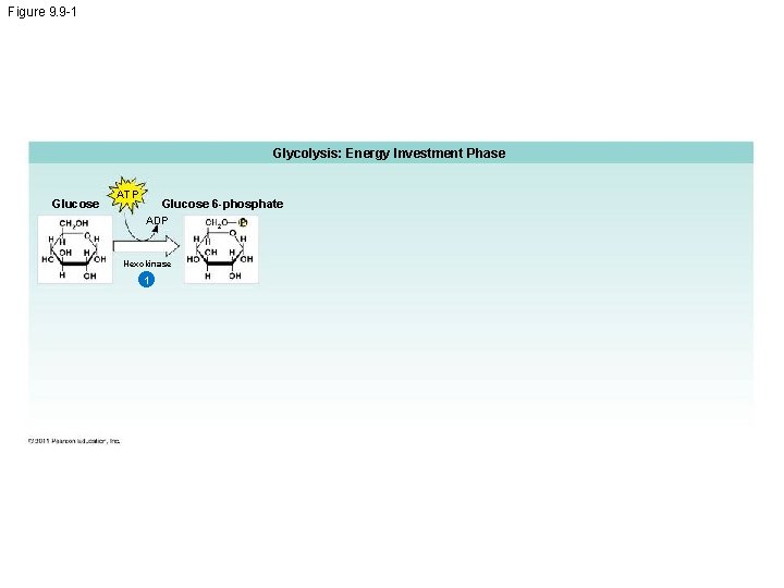 Figure 9. 9 -1 Glycolysis: Energy Investment Phase Glucose ATP Glucose 6 -phosphate ADP