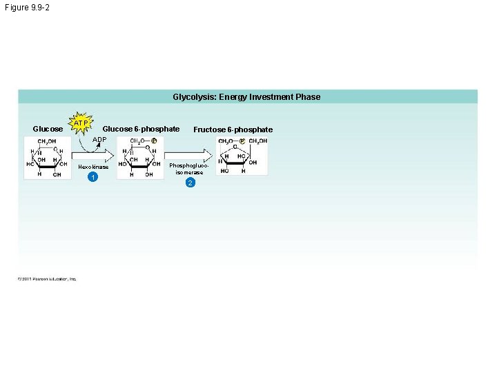 Figure 9. 9 -2 Glycolysis: Energy Investment Phase Glucose ATP Glucose 6 -phosphate Fructose