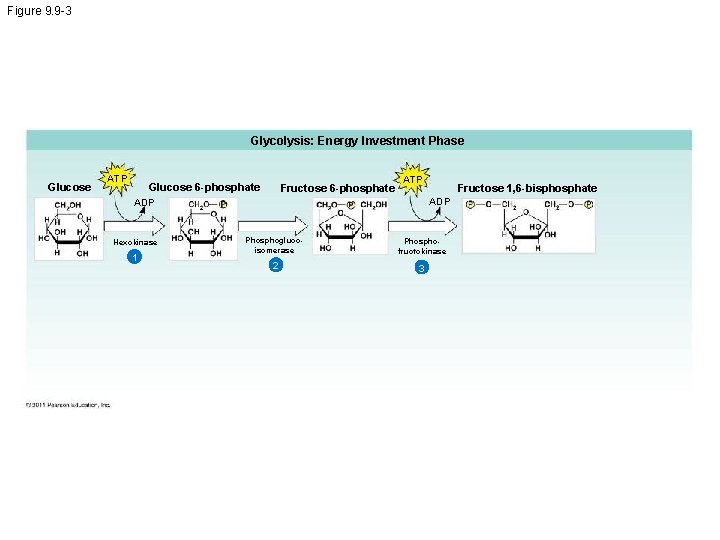 Figure 9. 9 -3 Glycolysis: Energy Investment Phase Glucose ATP Glucose 6 -phosphate Fructose