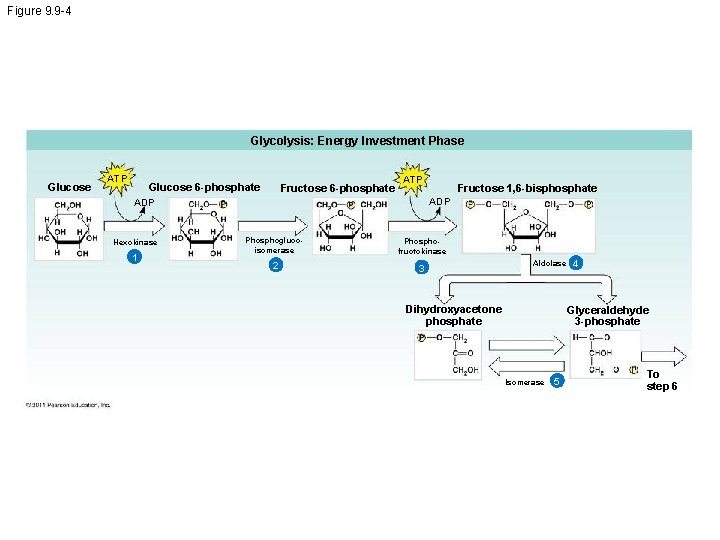 Figure 9. 9 -4 Glycolysis: Energy Investment Phase Glucose ATP Glucose 6 -phosphate Fructose
