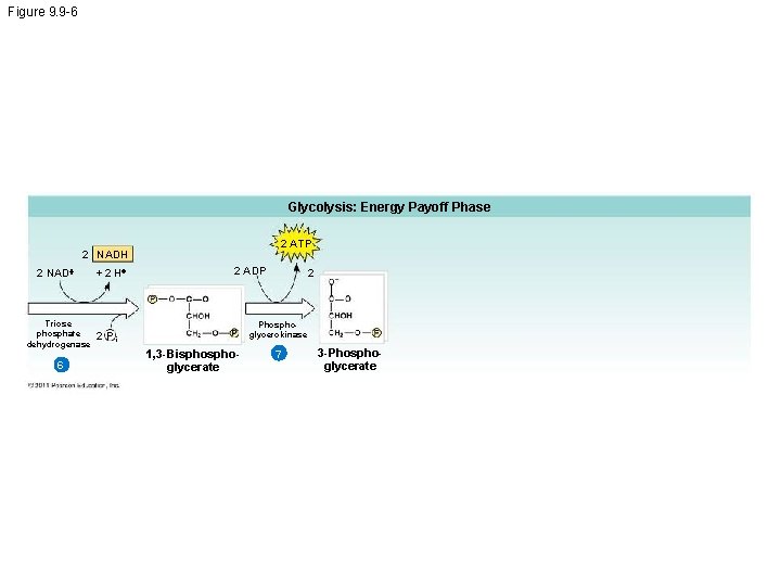 Figure 9. 9 -6 Glycolysis: Energy Payoff Phase 2 ATP 2 NADH 2 NAD