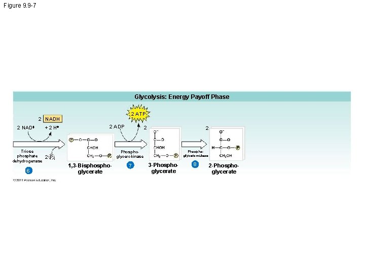 Figure 9. 9 -7 Glycolysis: Energy Payoff Phase 2 ATP 2 NADH 2 NAD