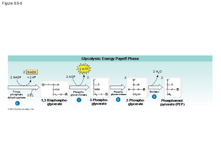 Figure 9. 9 -8 Glycolysis: Energy Payoff Phase 2 ATP 2 NADH 2 NAD