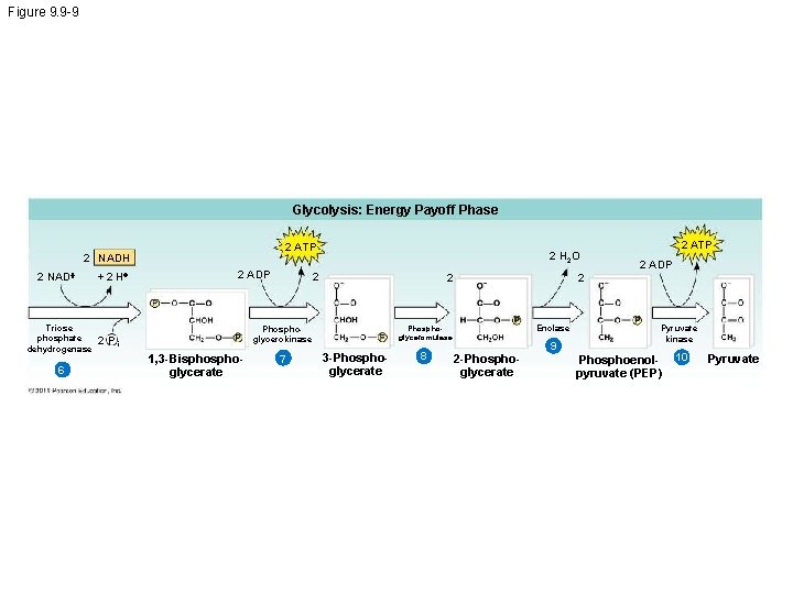 Figure 9. 9 -9 Glycolysis: Energy Payoff Phase 2 ATP 2 NADH 2 NAD