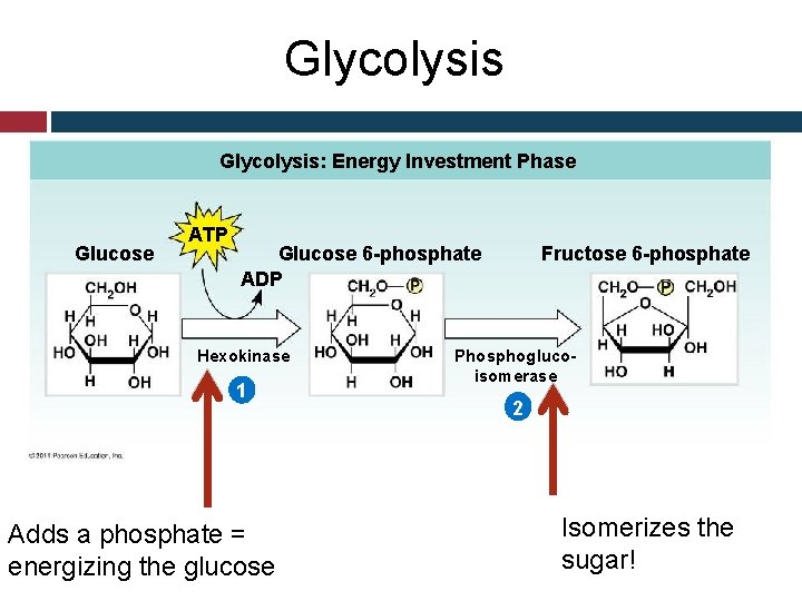 Glycolysis: Energy Investment Phase Glucose ATP Fructose 6 -phosphate Glucose 6 -phosphate ADP Hexokinase