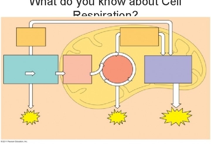 What do you know about Cell Respiration? 