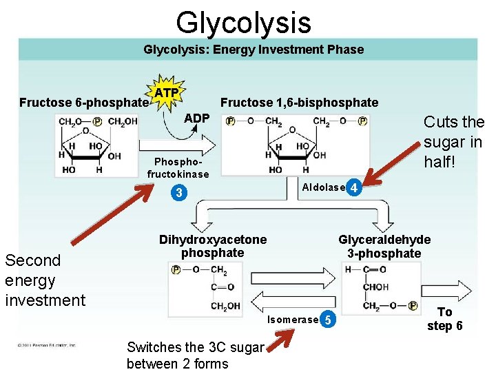 Glycolysis: Energy Investment Phase Fructose 6 -phosphate ATP Fructose 1, 6 -bisphosphate ADP Cuts