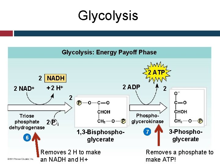 Glycolysis: Energy Payoff Phase 2 ATP 2 NADH 2 ADP + 2 H 2