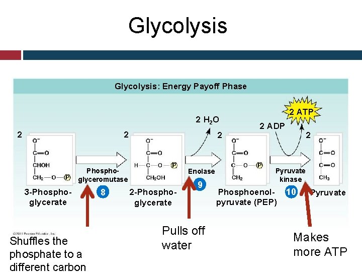 Glycolysis: Energy Payoff Phase 2 H 2 O 2 2 2 Phosphoglyceromutase 3 -Phosphoglycerate
