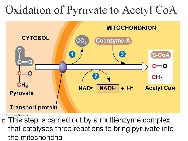 Oxidation of Pyruvate to Acetyl Co. A MITOCHONDRION CYTOSOL CO 2 Coenzyme A 3